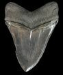 Serrated Megalodon Tooth - South Carolina #51077-2